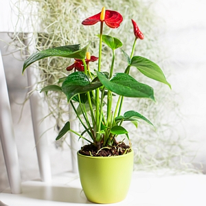 Anthurium Fire Glow